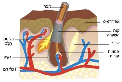 ציור של שכבות העור ומיקום השערה